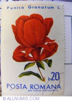 20 Bani 1971 - Punica granatum (Pomegranate) 20 Bani 1971 - Punica granatum (Pomegranate)