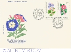 Image #1 of Convolvulus Tricolor L. - Flori exotice din Grădina botanică din București