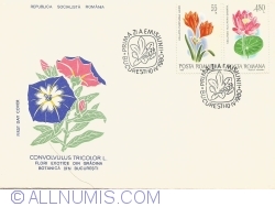 Convolvulus Tricolor L. - Flori exotice din Grădina botanică din București