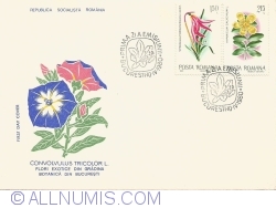 Convolvulus Tricolor L. - Flori exotice din Grădina botanică din București