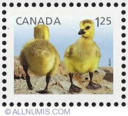Image #1 of $1,25 2011 - Baby Canada Geese