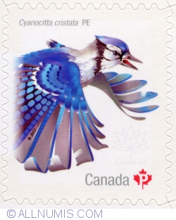 P 2017 Birds of Canada - Blue jay, Cyanocitta cristata PE