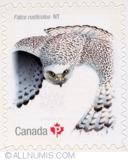 P 2017 Birds of Canada - Gyrfalcon, Falco rusticolus NT