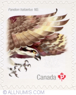 P 2017 Birds of Canada - Osprey, Pandion haliaetus NS