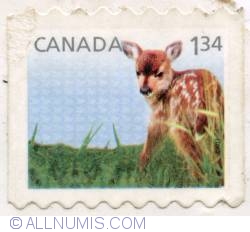 $1.34 2013 - Deer fawns