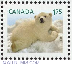Image #1 of 1,75 Polar Bear cubs 2011