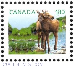 $1.80 Moose 2012