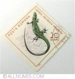20 Bani 1965 - Șopârlă verde balcanică (Lacerta trilineata dobrogica)