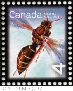4¢ 2012 - Polistes fuscatus (paper wasp)