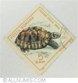 5 Bani 1965 - Broască țestoasă  (Testudo graeca)