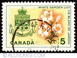 Image #1 of 5 White Garden Lily, Quebec 1966