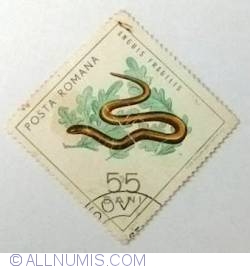 Image #1 of 55 Bani - Slow worm (Anguis fragilis)