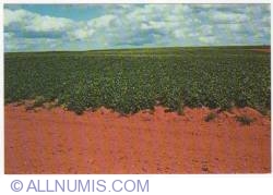 Image #1 of Albany-Potato field in full bloom