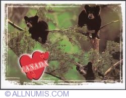 Image #1 of Black Bear cubs