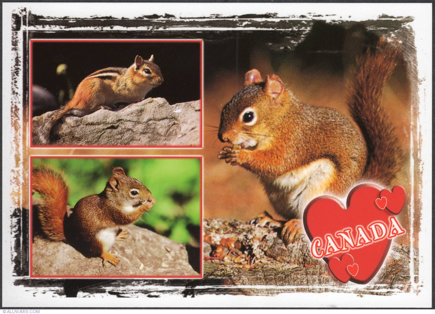 chipmunk vs squirrel pictures