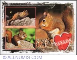 Chipmunk and 2 red Squirrels