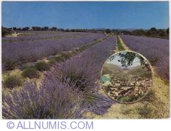 Image #1 of Digne-Lavender in row-1970