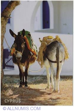 Image #1 of Donkeys