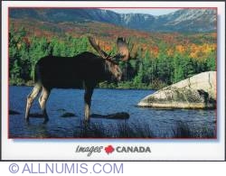 Image #1 of Male Moose