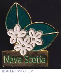 Nova Scotia flower (Mayflower)