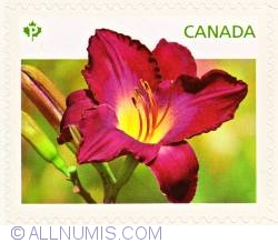 Image #1 of P 2012 - Purple daylilies-Louis Lorrain - SP