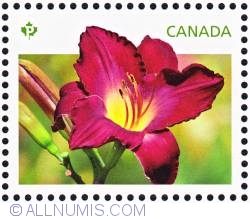 P 2012 - Purple daylilies-Louis Lorrain - SS