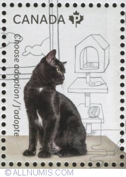 Image #1 of P 2013 - Black cat