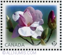 Image #1 of P 2013 - Eskimo-Magnolias