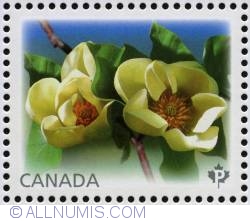 P 2013 - Yellow Bird-Magnolias
