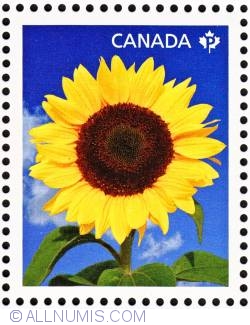 Image #1 of P Sunbright Sunflower 2011