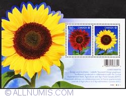 Image #1 of P Sunflowers (Helianthus annuus) set 2011