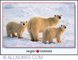 Image #1 of Polar Bear mother and her cubs