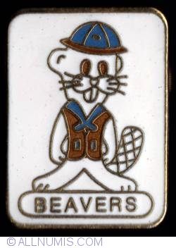 Scout Beaver