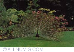 Image #1 of Vancouver - Stanley Park-Peacock 1971