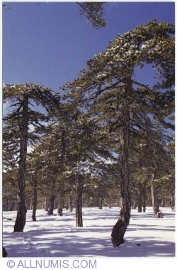 Winter at Troodos Mountains