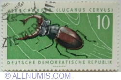 10 Pfennig 1963 - Stag Beetle (Lucanus cervus)