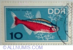 10 Pfennig 1966 - Cardinal Tetra (Cheirodon axelrodi)