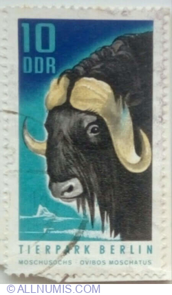 10 Pfennig 1970 - Muskox (Ovibos moschatus)