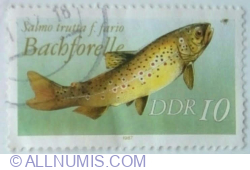 10 Pfennig 1987 - Brown Trout (Salmo trutta f. fario)