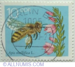 10 Pfennig 1990 - Honey Bee (Apis mellifica), Blooming Heather
