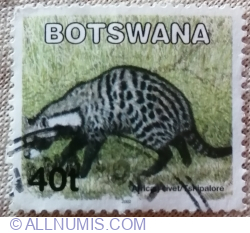 Image #1 of 40 Thebe 2002 - African Civet (Civettictis civetta)