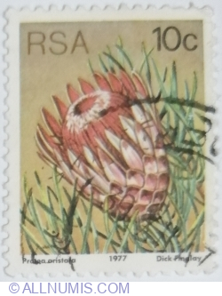 Image #1 of 10 Cent 1977 - Ladismith Sugarbush (Protea aristata)