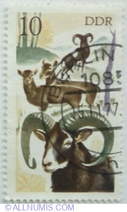10 Pfennig 1977 - Mouflon (Ovis ammon musimon)
