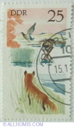 Image #1 of 25 Pfennig 1977 - Mallard (Anas platyrhynchos), Red Fox (Vulpes vulpes)