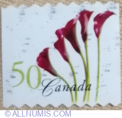 50 Cents 2004 - Red Calla Lily