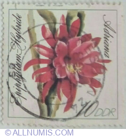 10 Pfennig 1989 - Epiphyllum-Hybride "Adriana"