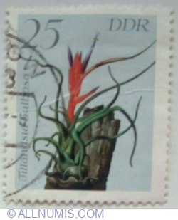 25 Pfennig 1988 - Tillandsia bulbosa