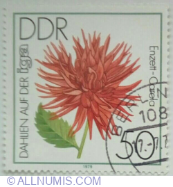 50 Pfennig 1979 - Cactus Dahlia 'Enzett-Carola"