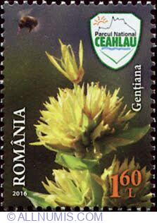 Image #1 of 1.60 Lei -  Great Yellow Gentian (Gentiana lutea)
