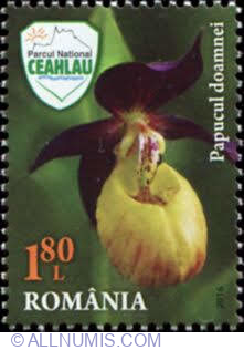 Image #1 of 1.80 Lei - Orhideea papucii doamnei (Cypripedium calceolus)